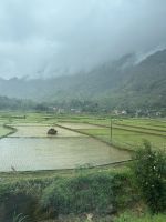 Reisfelder mit frischen Setzlingen &ndash; &copy; Birgit Kirchner (Eberhardt TRAVEL)