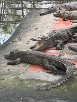 die gähnen immer nur... &ndash; &copy; Birgit Kirchner (Eberhardt TRAVEL)