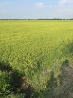 Stop am Reisfeld... &ndash; &copy; Birgit Kirchner (Eberhardt TRAVEL)