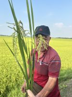 Binh erklärt wie Reis wächst... &ndash; &copy; Birgit Kirchner (Eberhardt TRAVEL)