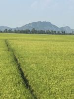 Reis wird im Süden 3x pro Jahr geerntet &ndash; &copy; Birgit Kirchner (Eberhardt TRAVEL)