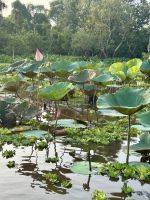 Lotusblumen am Rande &ndash; &copy; Birgit Kirchner (Eberhardt TRAVEL)