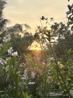 Orchideen im Abendlicht &ndash; &copy; Birgit Kirchner (Eberhardt TRAVEL)