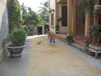 Reis wird getrocknet