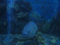 Nha Trang - Aquarium