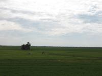 Reisfelder wohin das Auge blickt