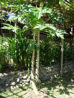 Papaya-Baum