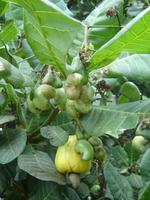 Cashew-Kern-Frucht