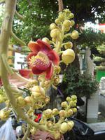 Kanonenkugelbaum (2)