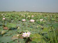 Im Land der LotusblÁten