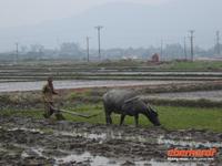 Bauer mit WasserbÜffel