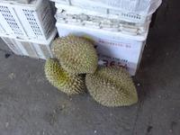 Durian alias Stinkfrucht