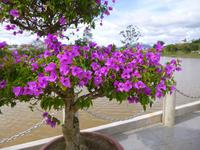 Botanischer Garten von Da Lat