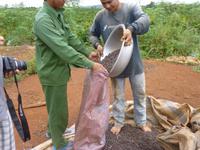 Kaffeeplantage in Da Lat