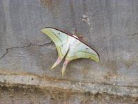 Kaffeeplantage in Da Lat