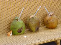 Kokosnüsse mit Reisschnaps :-)