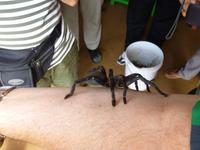 Spinnenmarkt auf dem Weg nach Siem Reap