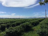 549 Teeplantage