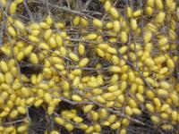 Kokons der Seidenraupre