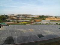 Gemüseanbau in Da Lat