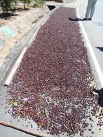 Kaffee liegt zum Trocknen aus