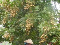 Drachenaugenfrüchte