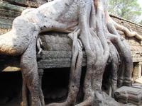 Wurzeln in Ta Prohm