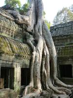 Angkor Thom - Ta Prohm Tempel