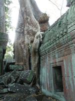 Angkor Thom - Ta Prohm Tempel