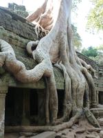 Angkor Thom - Ta Prohm Tempel