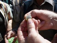 Drachenaugenfrüchte