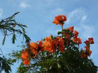 Da Lat, Botanischer Garten