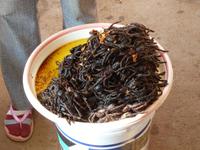 Pausensnack - Spinnen