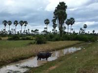 Landschaft bei Siem Reap