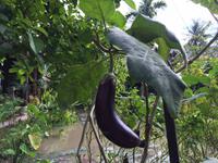690 Aubergine