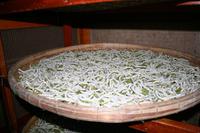 Hoi An - Seidenraupen