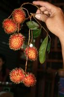 Hoi An Markt - Rambutan