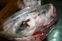 Hoi An Markt - Alles vom Schwein