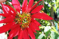 Da Lat - Weihnachtsstern