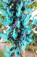 Da Lat - Tigerkralle