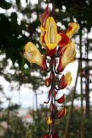 Da Lat - Frauenschuh