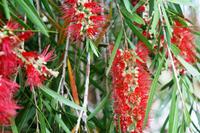 Da Lat - Flaschenbürstenbaum