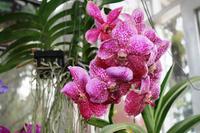 Da Lat - Blumengarten