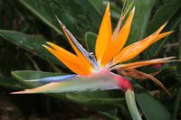 Da Lat - Blumengarten