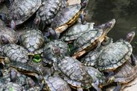 Saigon - Schildkröten für langes Leben