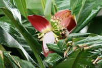 Mekong Delta - Bananenblüte