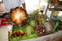 Frucht der Wasserpalme