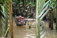 Unterwegs im Mekong Delta