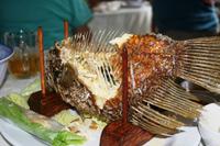 Elefantenohrfisch danach