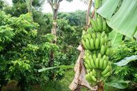 Unterwegs im Mekong Delta